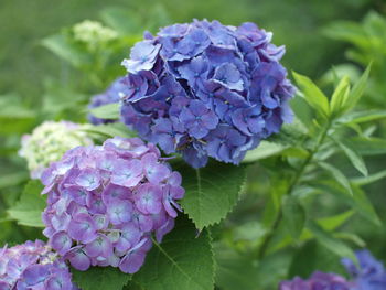 Close-up of purple hydrangea flowers