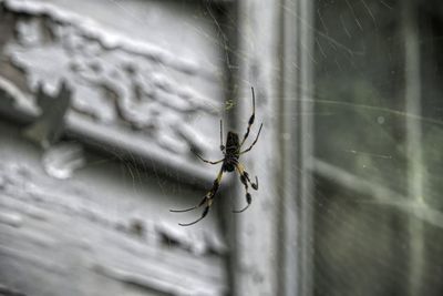 Close-up of spider