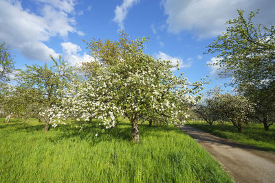 Scenic view of grassy field against sky
