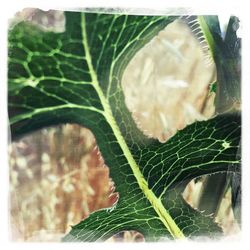 Close-up of leaves against blurred background