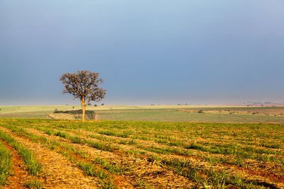 Trees on landscape against clear sky