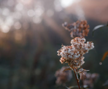 Plant in sunbeams