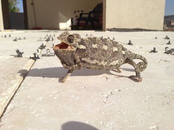 Close-up of crab on sand