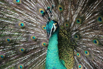 Close-up of peacock