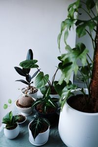 Close-up of potted plant on table at home