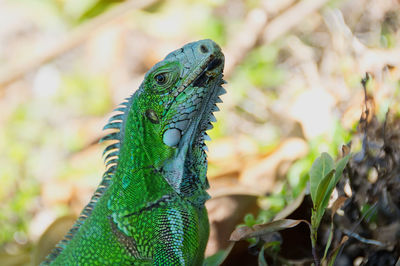 Close-up of lizard on leaf