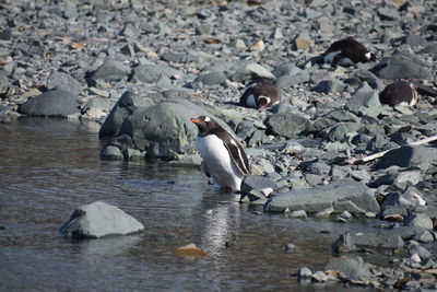 View of birds on rocks at shore