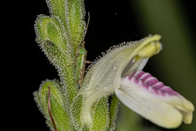 Close-up of water drops on plant