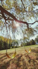 Trees against sky