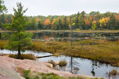 Scenic view of lake against trees during autumn