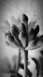 Close-up of flower against sky