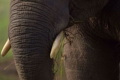 Close-up of elephant