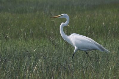 Side view of a bird on grass