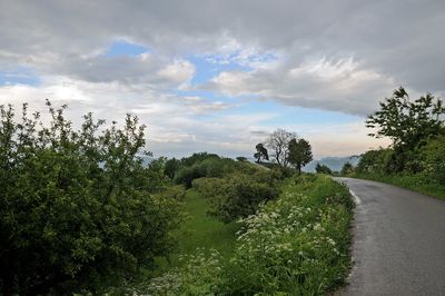 Road amidst plants against sky