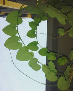 Close-up of ivy growing on tree