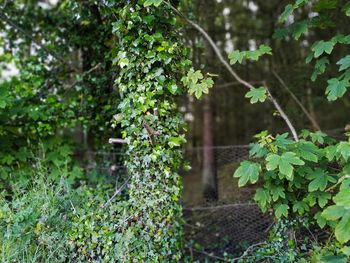 Ivy growing in garden
