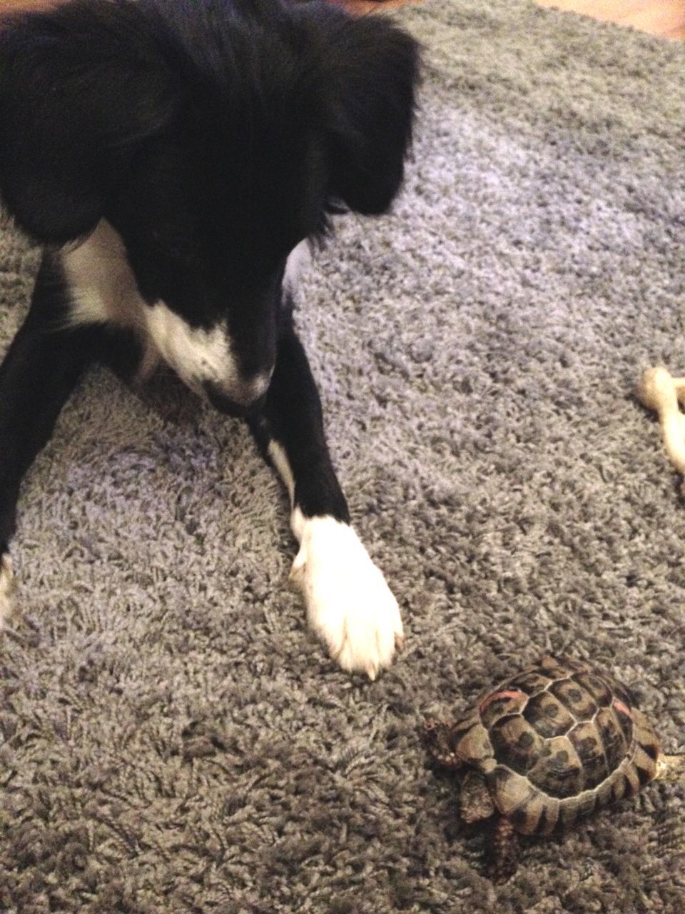 HIGH ANGLE VIEW OF DOG ON GROUND