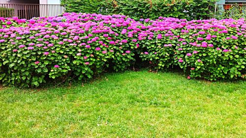 Flowers growing in field