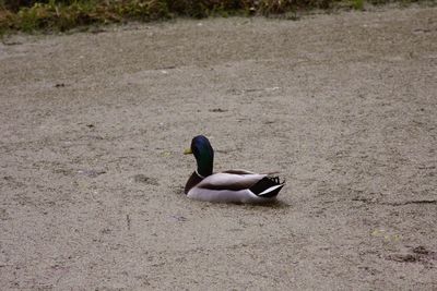 Bird on sand