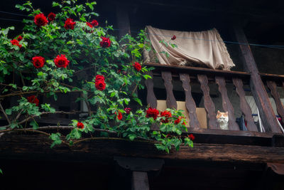 Potted plants in yard against building