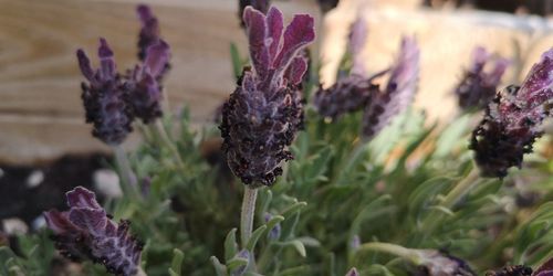 Close-up of purple flowering plants on field