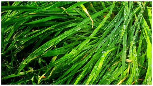 Full frame shot of fresh green grass