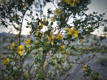 Close-up of yellow flowers on tree