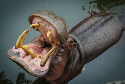 High angle view of hippo in lake