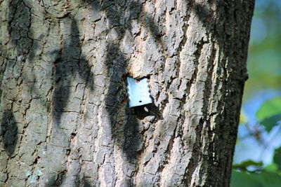 Close-up of insect on tree trunk