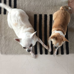 High angle view of dogs on floor