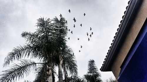 Low angle view of birds on tree against sky