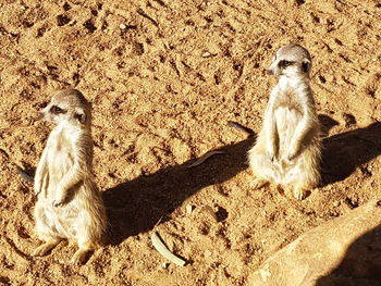 High angle view of cats on sand