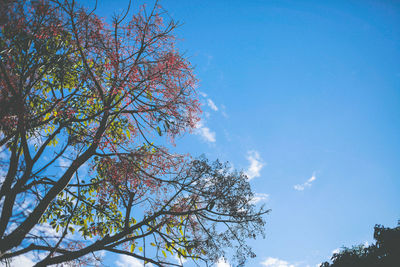 Low angle view of trees against blue sky