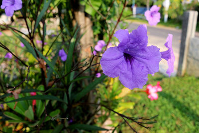 Close-up of purple flowering plant