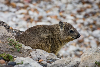 Close-up of rock hyrax