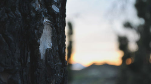 Close-up of tree trunk during sunset