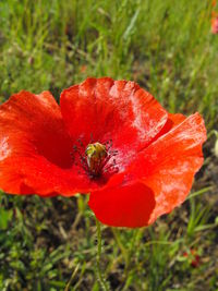 Close-up of red poppy flower