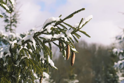 Close-up of frozen tree during winter