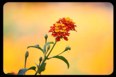 Close-up of yellow flowers