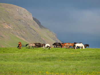 Cows grazing in a field