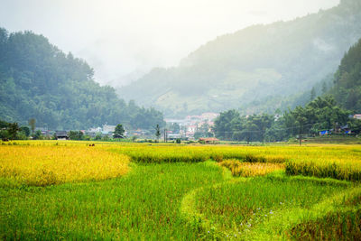 Scenic view of field against mountains