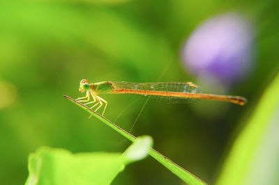 Close-up of damselfly on plant