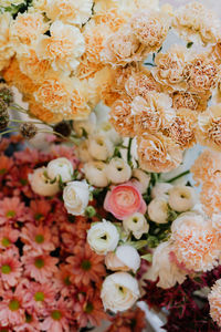 High angle view of roses on plant