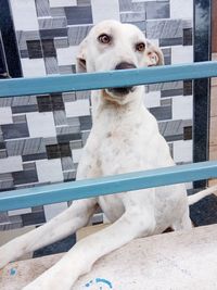 Close-up of dog looking away while sitting on railing