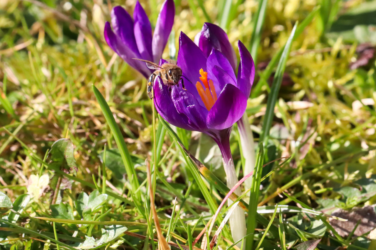 CLOSE-UP OF PURPLE CROCUS FLOWERS IN FIELD