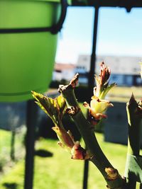 Close-up of flowering plant against window