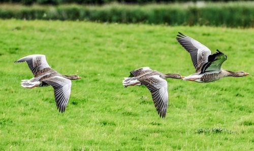 Bird flying over field