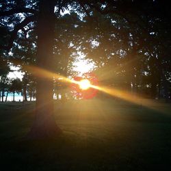 Sun shining through trees