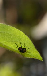 Close-up of insect on leaf