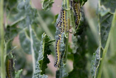 Close-up of buds